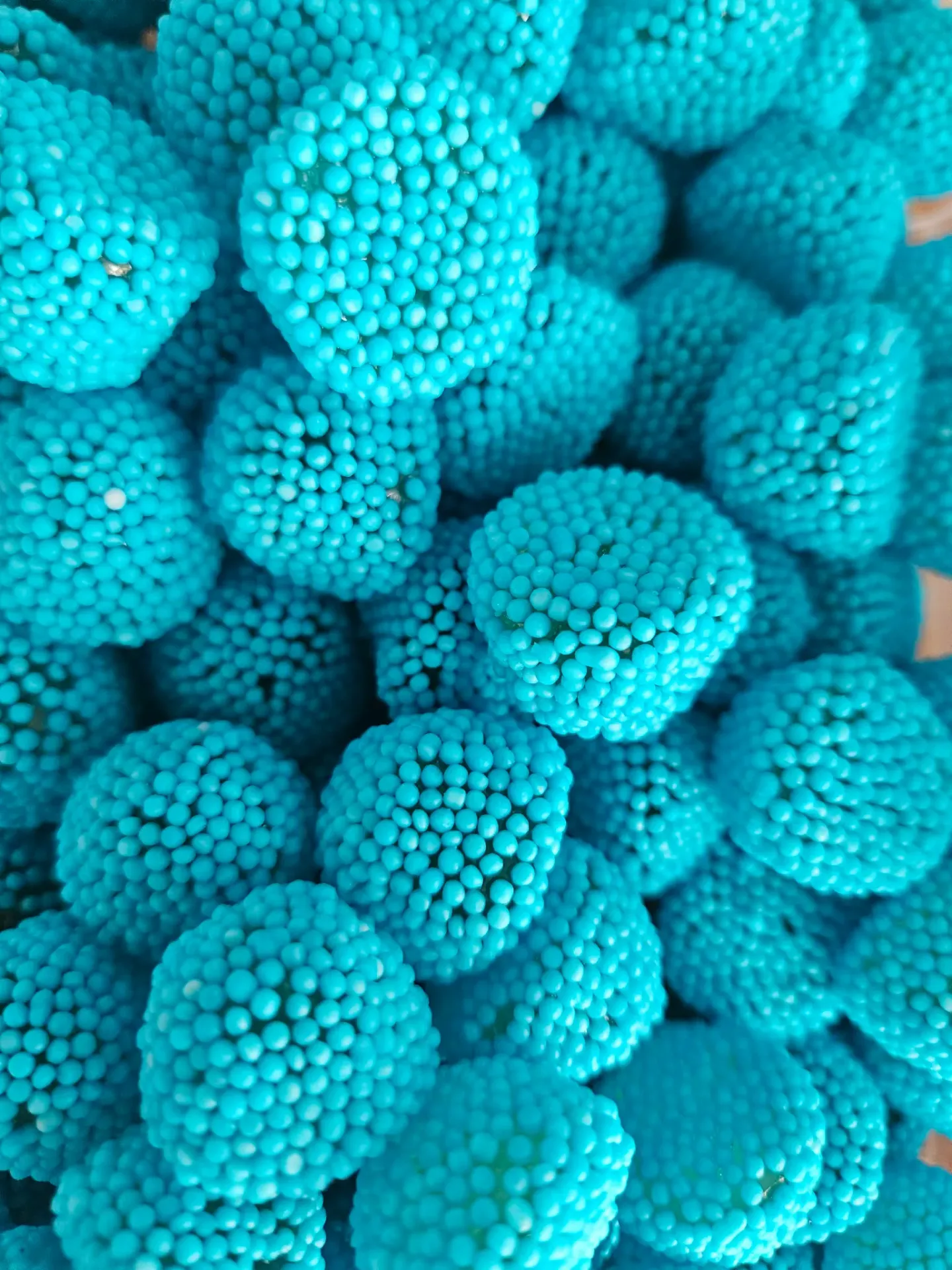 Mûre bleu Dulceplus (vendu par 100 gr)